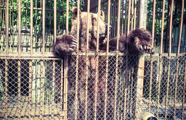 Urșii de la grădina zoologică din Turda au fost mutați în Mureș