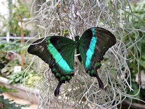 Expoziție temporară de fluturi exotici, organizată în Grădina Botanică