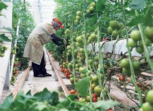 Producătorii de roșii românești au primit 23 de milioane de euro să le cultive în sere