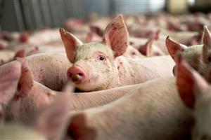 Ajutor financiar pentru crescătorii de porci Bazna şi Mangaliţa