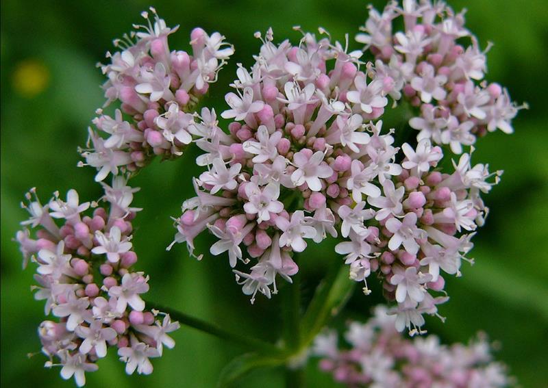 „Valiumul vegetal“. Valeriana, planta ce face minuni pentru corp şi minte 