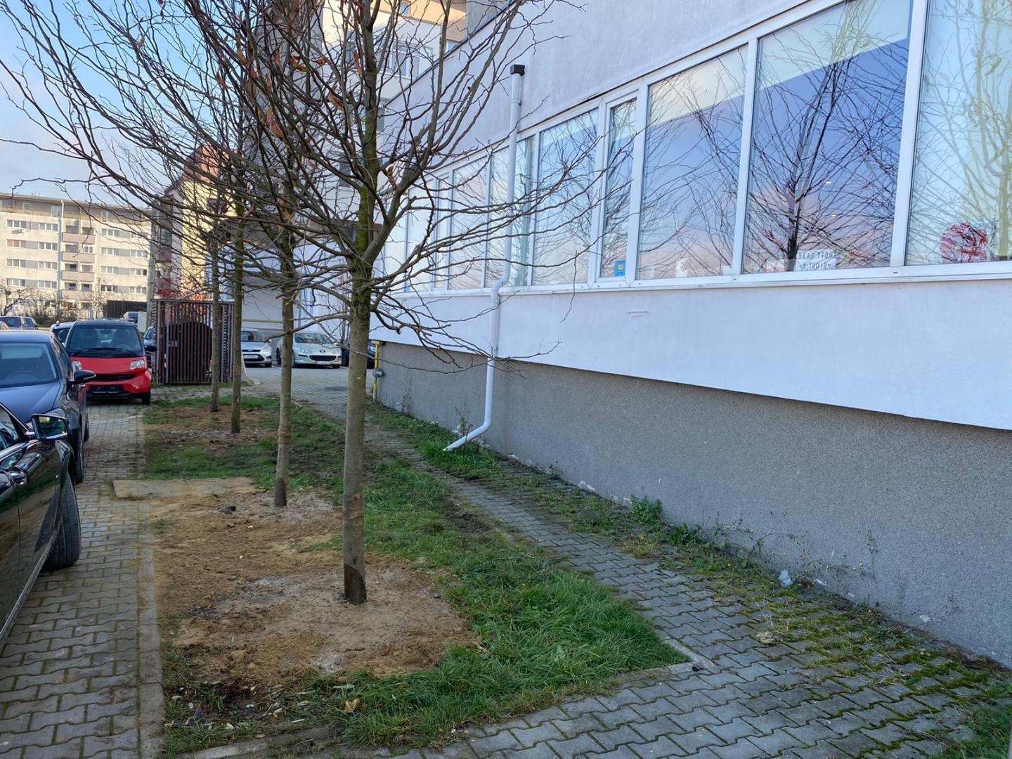 Au început plantările de arbori în cartierul Între lacuri