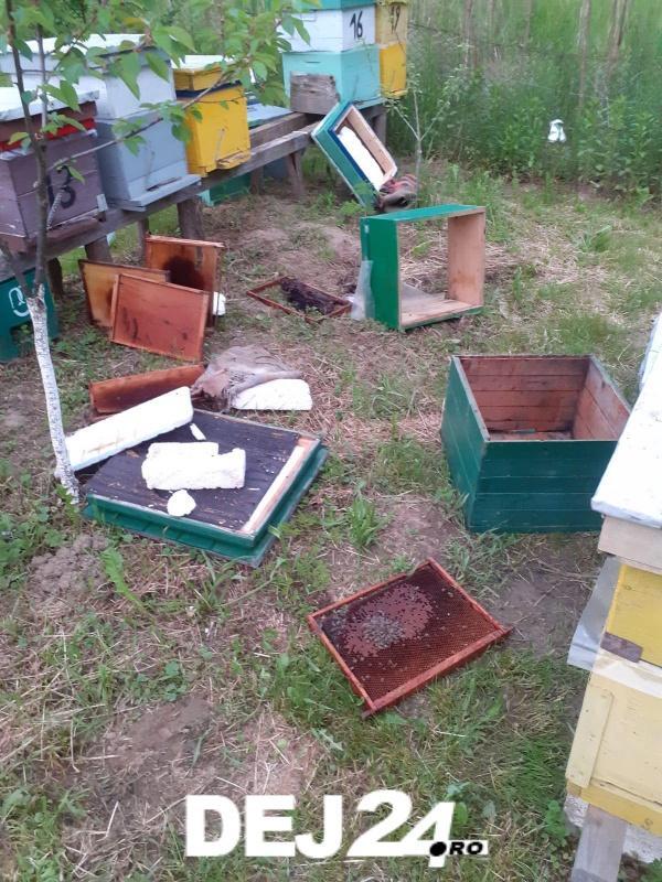 Alertă într-o localitate din Cluj. Un urs a ajuns într-o gospodărie