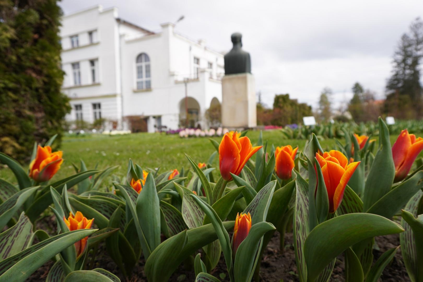 IMAGINI SUPERBE din Grădina Botanică a Clujului. E deschisă și de Paște!