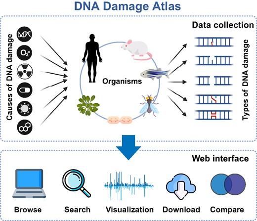 Un grup de cercetători a dezvoltat un ATLAS al deteriorării ADN-ului în cancer pentru a controla tumorile