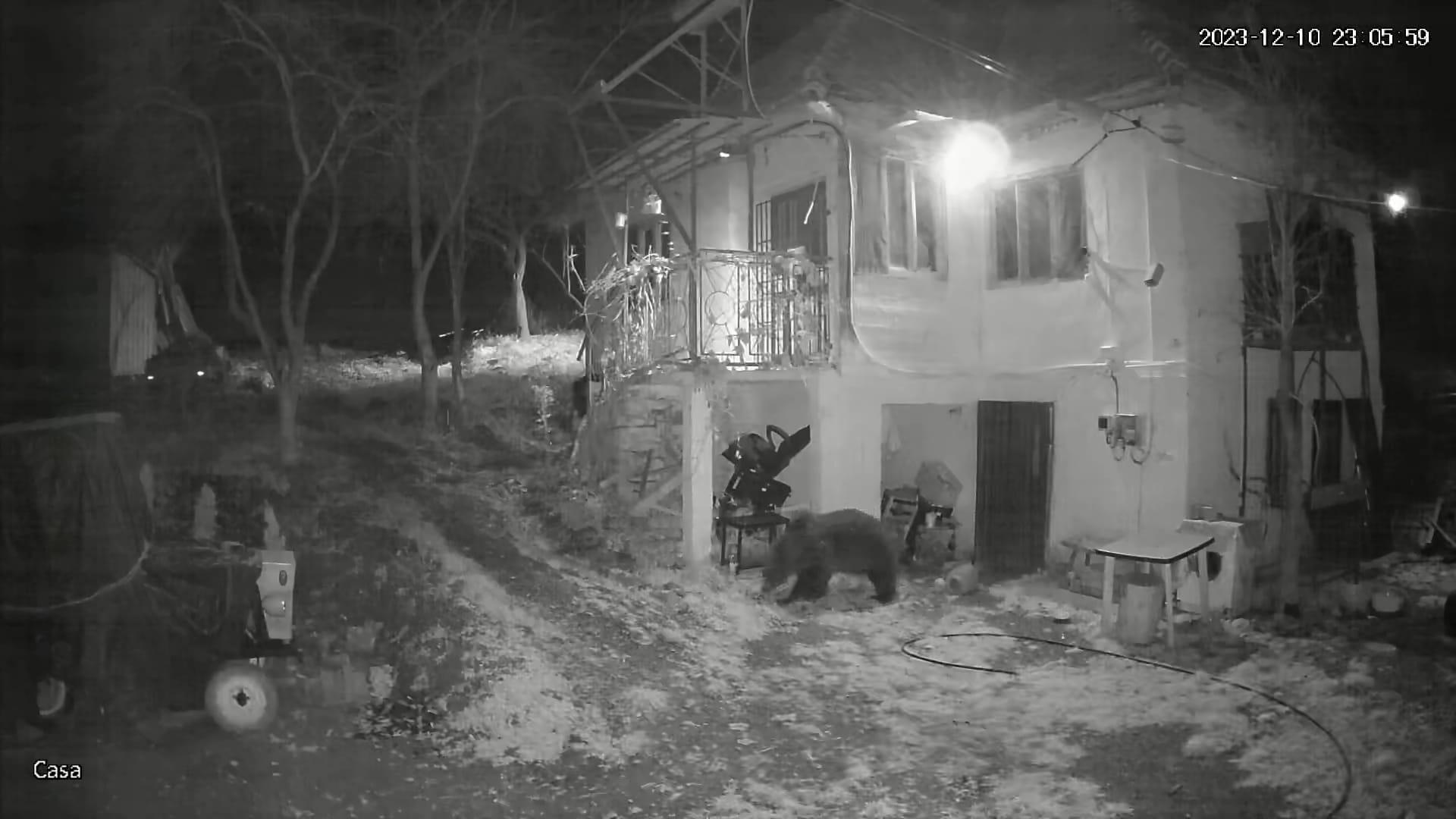 URS văzut într-un sat din Cluj! Patru oi au fost devorate