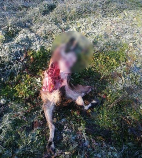 Animale ucise într-un mod bizar într-o localitate din Cluj:  "Nu imi explic de poate fi…"