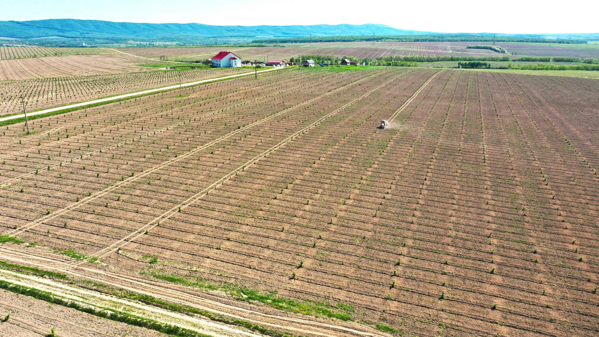 Afaceristul clujean care vrea să fie furnizor de alune la Nutella obține o finanțare de 4,6 mil. euro. De unde vin banii