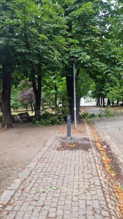 Video WOW după vijelia din Cluj: Arbore de mari dimensiuni, RUPT de vânt și prăbușit pe o alee din Parcul Central