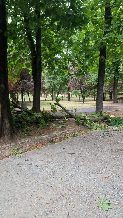 Video WOW după vijelia din Cluj: Arbore de mari dimensiuni, RUPT de vânt și prăbușit pe o alee din Parcul Central