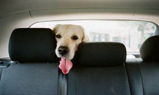 Amenzi usturătoare pentru șoferii care transportă câini pe locul din dreapta