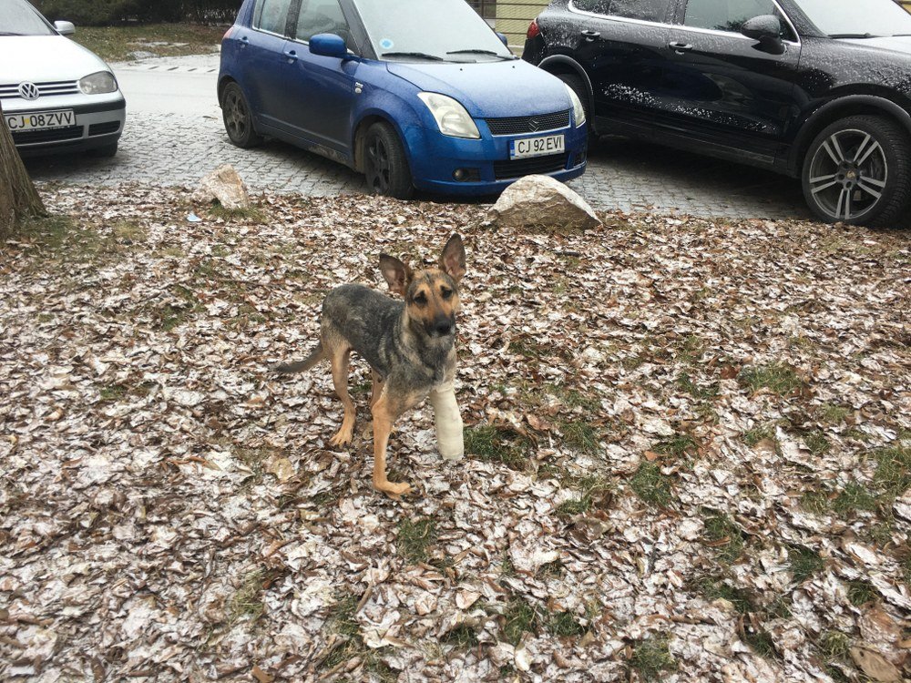 O cățelușă abandonată, născută cu malformații, a fost operată cu succes la Cluj