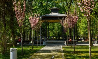 Cum arată grădina cu cireşi japonezi din Parcul Central. Clujul va avea o alee unică