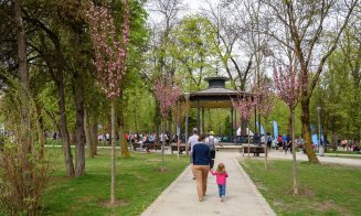 Cum arată grădina cu cireşi japonezi din Parcul Central. Clujul va avea o alee unică