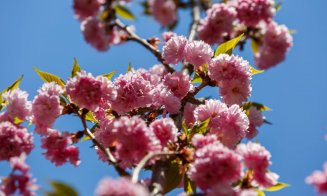 Cum arată grădina cu cireşi japonezi din Parcul Central. Clujul va avea o alee unică