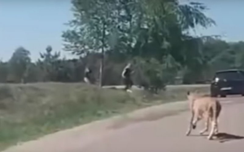 Au scăpat miraculos de atacul unor animale, într-o grădină zoologică