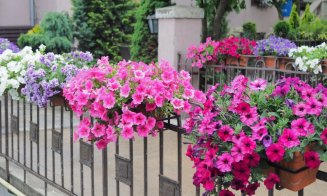 Clujul cu Flori! Concurs cu premii pentru cele mai frumoase ferestre, balcoane sau faţade din oraş