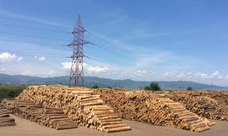 Războiul aurului verde.  Cine câștigă, cine pierde