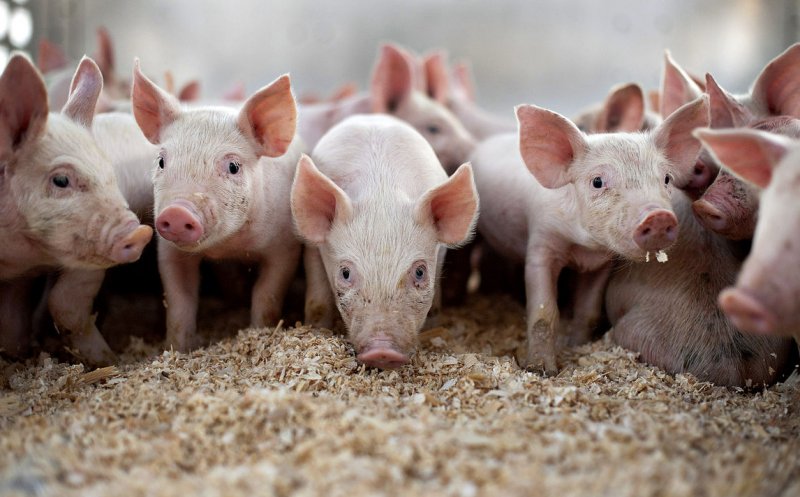 Rusia blochează importurile de porci din România și Ungaria. Pesta ucide porcii de fermă în 10 zile