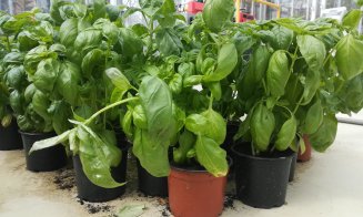Universitatea de Științe Agricole iese pe piață cu plante aromatice