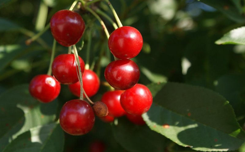 Arde grăsimea de pe abdomen cu dieta cu vişine. Meniu pentru 7 zile