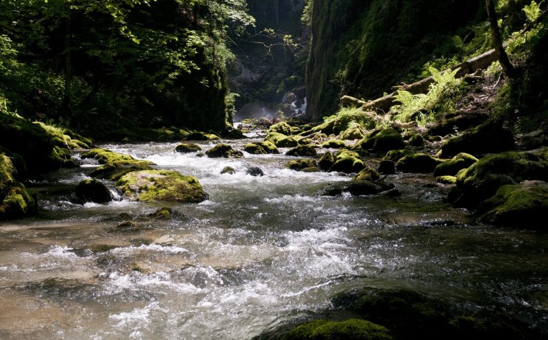 Baloo de Apuseni? Ce face un pui de urs în toiul nopţii în pădure