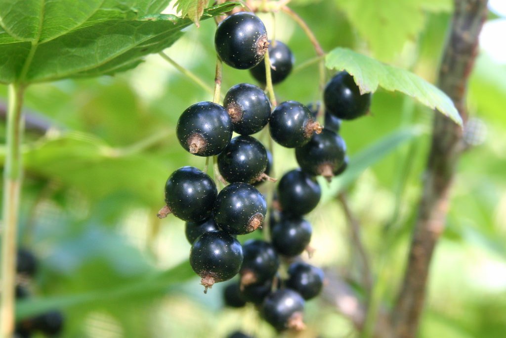 Coacăzele negre, fructele longevităţii. Cum să le incluzi în dieta zilnică