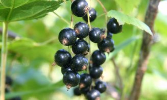 Coacăzele negre, fructele longevităţii. Cum să le incluzi în dieta zilnică