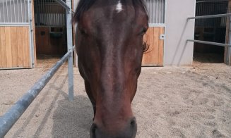 Investiţie de 3 milioane euro la Salina Equines. Familia Regală a României şi reprezentanţi ai Casei Regale Britanice, la SEHT 2018