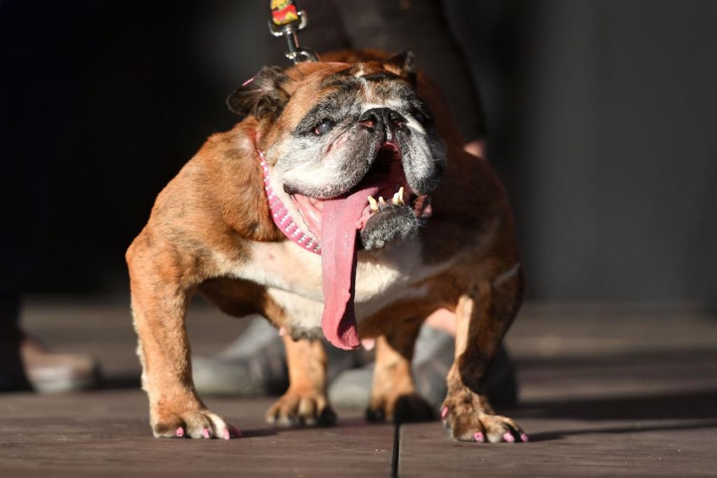Un buldog englez a fost desemnat cel mai urât câine din lume în 2018