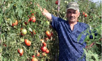 Roșii Inimă de Bou în hipermarketuri. Soiul amenințat cu dispariția s-a vândut ca pâinea caldă la Cluj
