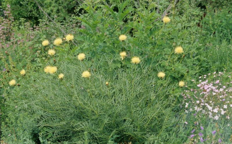 Un biogeograf din Cluj găseşte în Kazahstan o plantă ce există doar în 3 exemplare în România. O caută de 11 ani