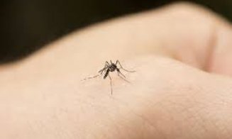 Alertă: Cazuri de infecţie cu virus West Nile