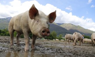 Ministrul Agriculturii, în cazul pestei porcine: "Nu distrugem, nici nu ardem culturile agricole"