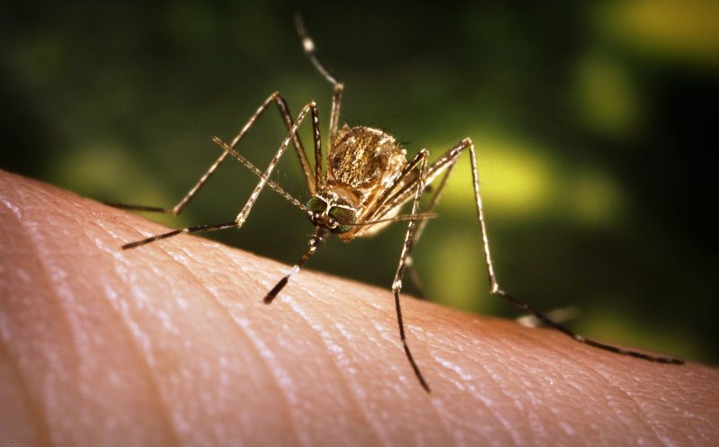 Primul deces provocat de virusul West Nile