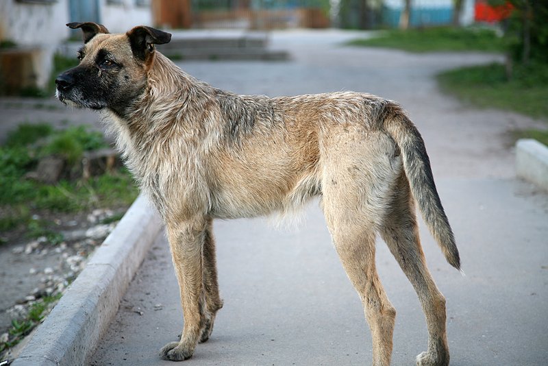 Condamnat la închisoare pentru uciderea unui câine anul trecul în Câmpia Turzii