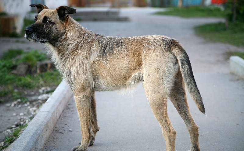 Condamnat la închisoare pentru uciderea unui câine anul trecul în Câmpia Turzii