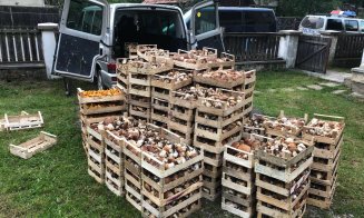 Peste o tonă de ciuperci, confiscată de poliţiştii din Cluj. Cât a fost amenda