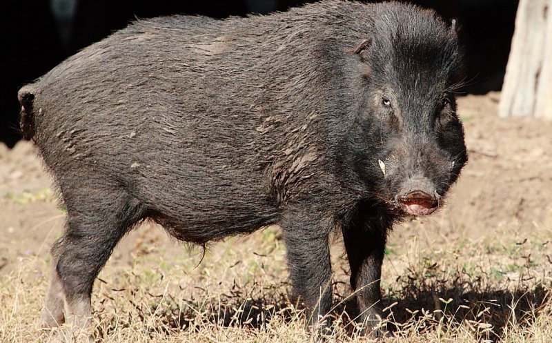 Pesta porcină africană. Anchetă după ce un mistreţ infestat a ajuns la Cluj