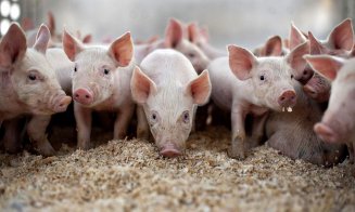 Pesta porcină. Comisarul european pentru agricultură şi dezvoltare rurală vine la Cluj