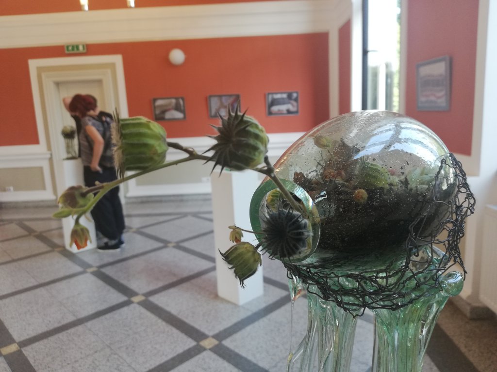 Plante cu rădăcini de sticlă, la Cluj