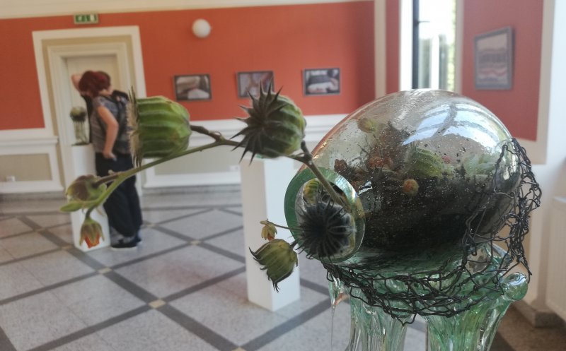 Plante cu rădăcini de sticlă, la Cluj
