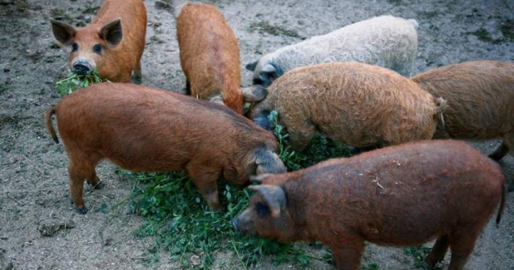 Judeţul Cluj, primul din ţară la livrarea de purcei Bazna şi Mangaliţă