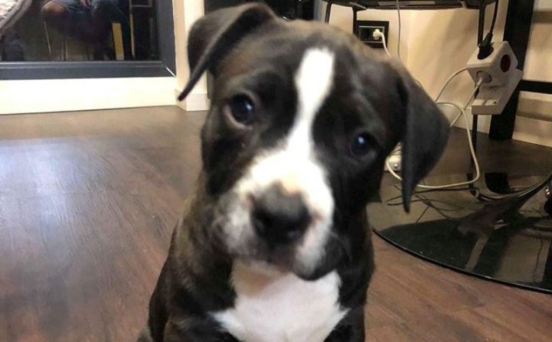 L-aţi văzut? Pui de Amstaff, furat dintr-un parc din Cluj