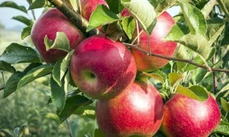 USAMV vinde mere la 2 lei/kg. Reduceri la cantităţi de peste 50 kg
