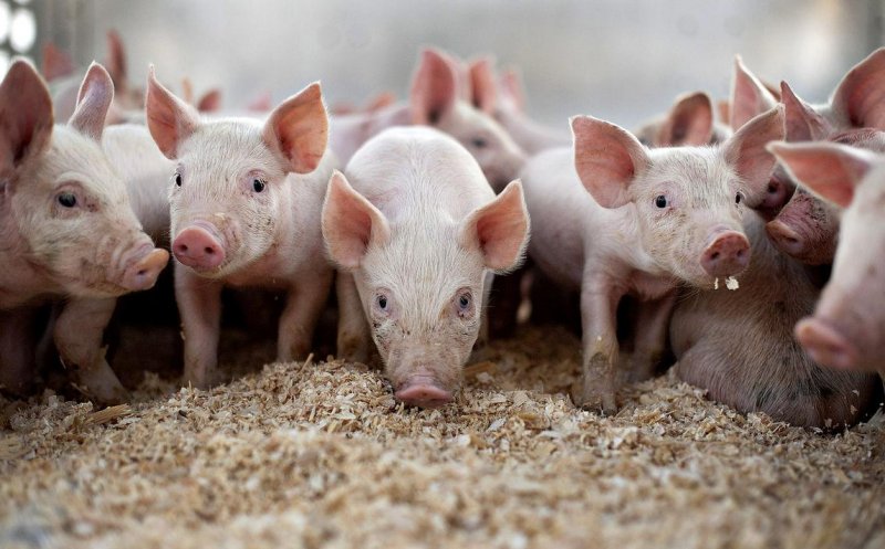 Pesta porcină în România, date oficiale! Focare în 12 judeţe, peste 230.000 de porci sacrificaţi