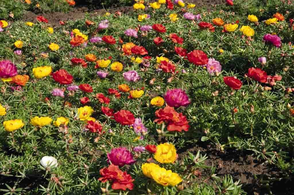 Planta pe care o calci în picioare, dar care vindecă tumorile, hepatita şi ciroza