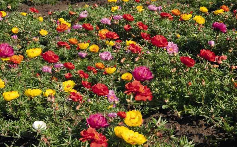 Planta pe care o calci în picioare, dar care vindecă tumorile, hepatita şi ciroza