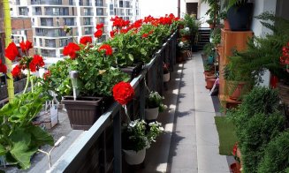 Clujul cu Flori. Cum arată cele mai frumoase ferestre, balcoane, faţade şi curţi din oraş FOTO