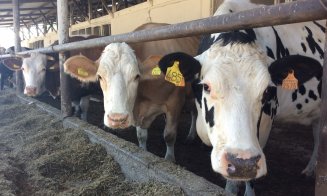 Olandezii vor lapte mai bun și fermieri mai bogați în Ardeal